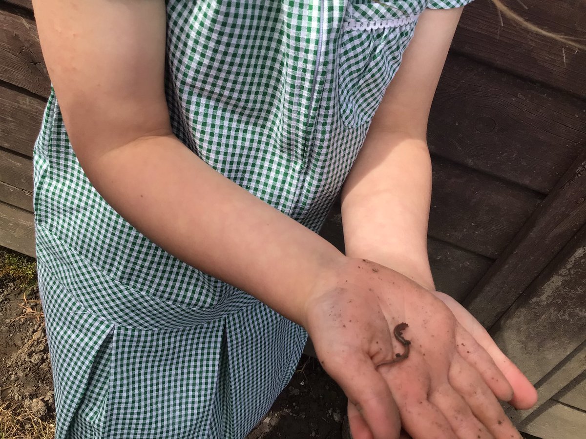 austhorperec's tweet photo. The children have loved creating our Worm World and collecting worms to live in it this morning. We cant wait to see what happens in the wonderful world of worms 🪱 @AusthorpeStaff @AusthorpeStaff https://t.co/h9TaHt2Wgy