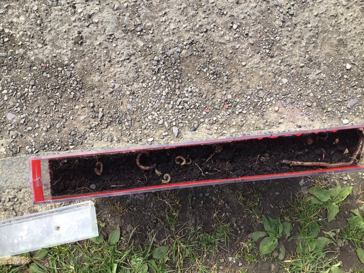 austhorperec's tweet photo. The children have loved creating our Worm World and collecting worms to live in it this morning. We cant wait to see what happens in the wonderful world of worms 🪱 @AusthorpeStaff @AusthorpeStaff https://t.co/h9TaHt2Wgy
