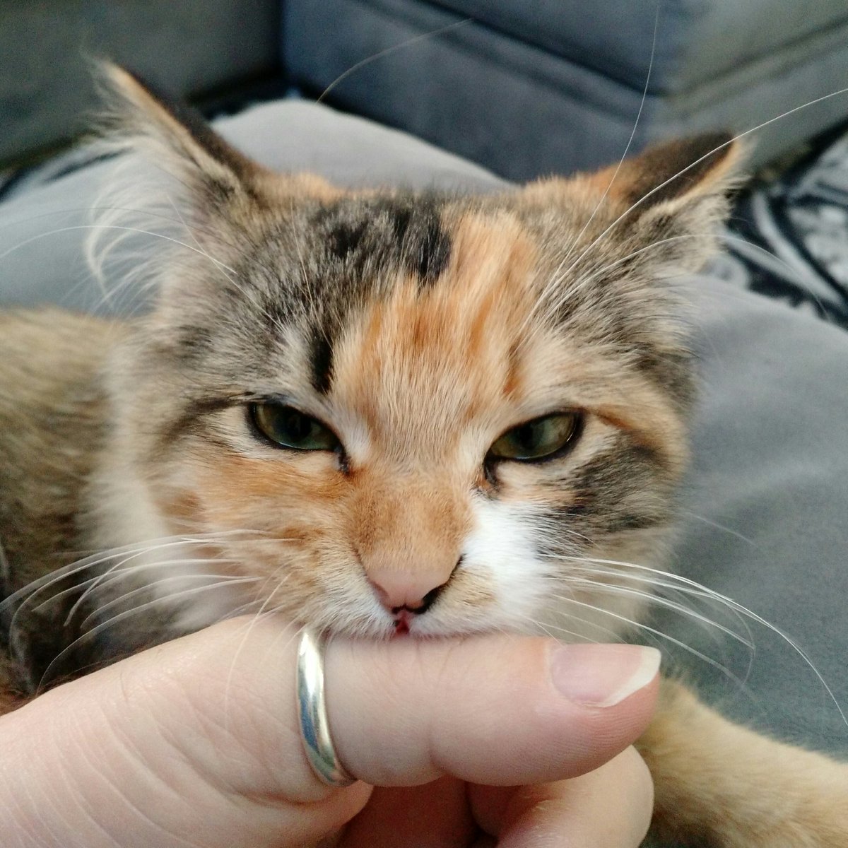 hourlykitten's tweet photo. Credit: Dan Bornstein https://t.co/1AdNCley6P