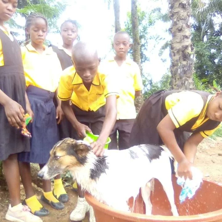 LiberiaAnimal's tweet photo. May 1-7, 2022 was considered #BEKINDTOANIMALSWEEK and we celebrated the week by implementing various activities towards improving the #animalwelfare and the relationship between animals and people. The activities included #strayanimalfeeding, #dogwashing, dogs/kids playing, etc. https://t.co/00IGkQhVRV