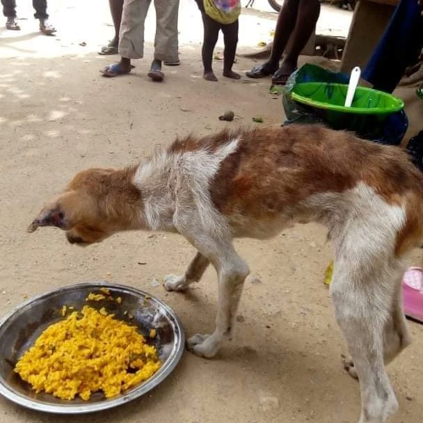 LiberiaAnimal's tweet photo. May 1-7, 2022 was considered #BEKINDTOANIMALSWEEK and we celebrated the week by implementing various activities towards improving the #animalwelfare and the relationship between animals and people. The activities included #strayanimalfeeding, #dogwashing, dogs/kids playing, etc. https://t.co/00IGkQhVRV