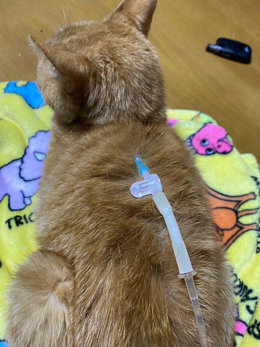 kaoru2515's tweet photo. 今日も点滴😊自宅でも出来る様になららました😊お利口さんにしといてね😊早く良くなりますように😌＃猫の居る暮らし #猫好きさんと繋がりたい #ねこ #猫がいる幸せ https://t.co/iVp7rFIdWK