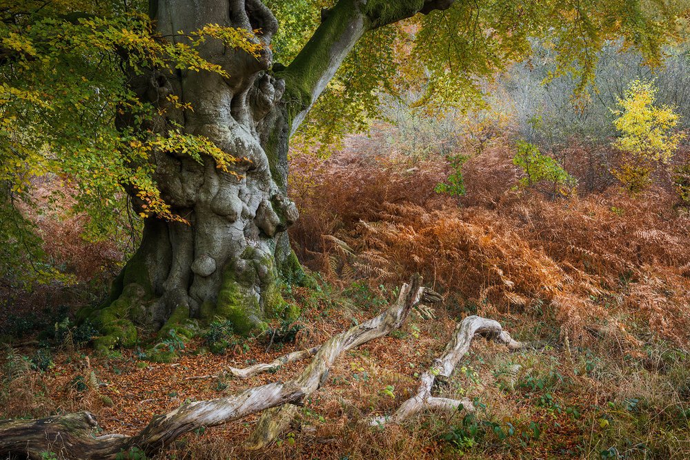 This weeks meeting will be on Zoom to enjoy in your own home. 
"Woodland Ways" with Paul Mitchell
paulmitchellphotography.co.uk/portfolio#/new…