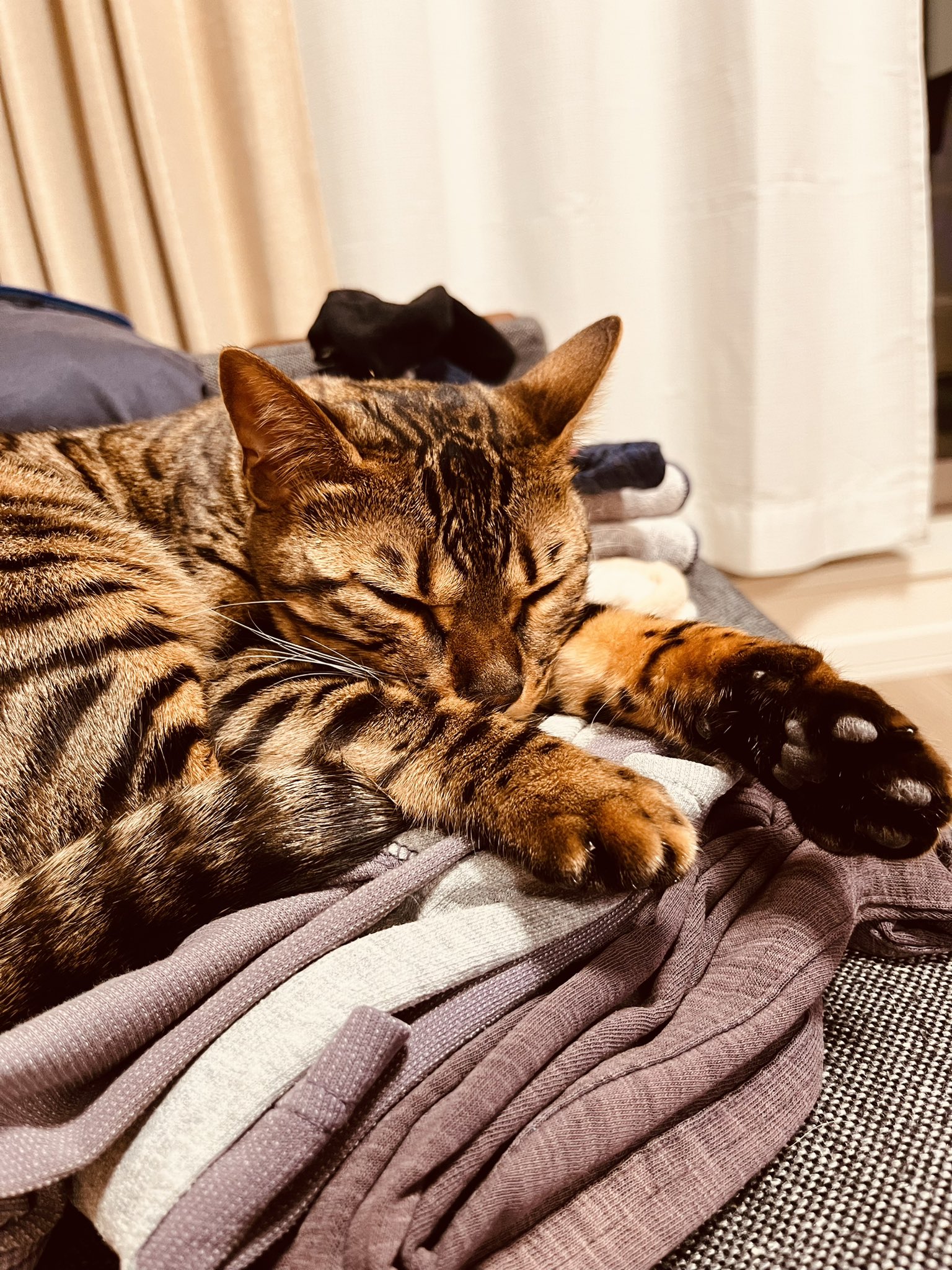 ベンガル猫のベル Bengalkuhn Twitter