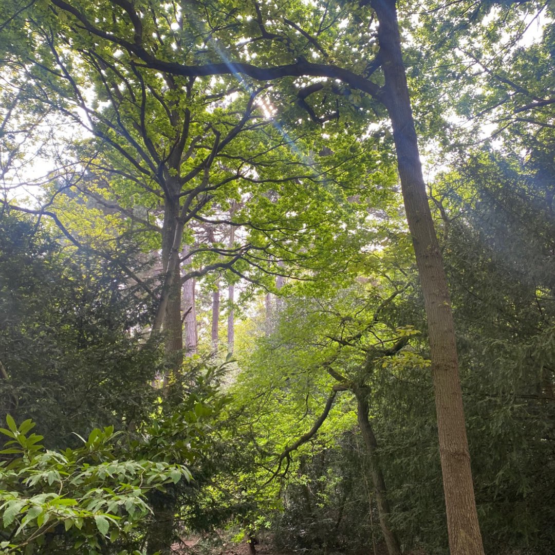 MichaelaHunte's tweet photo. The forest is a safe space for me, a sacred space. It’s where I go to think, to breath, to process. Something about being in nature makes all of my worries melt away. I feel free! How do you feel in nature? https://t.co/aIlg27v1AZ