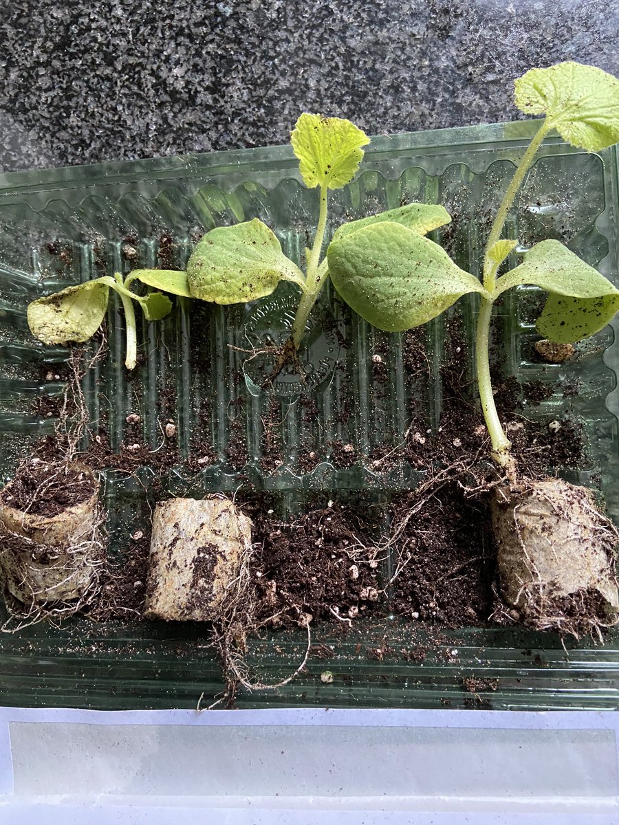 Akikos_Kitchen's tweet photo. Really disappointed in @suttons_seeds. First they send me a package with no plants, then they send me a replacement package with all plants damaged. Very poor. Won’t ever use them again. #gardening https://t.co/sInG3c2hJQ
