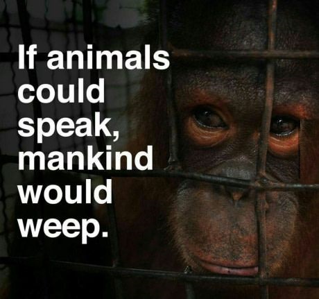 MyVegan_Reach tweet picture