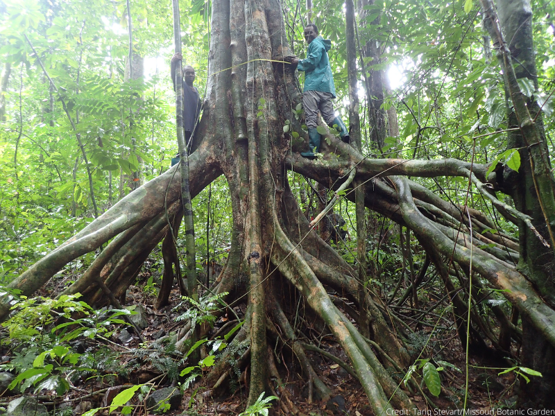 Have you seen our GTC guidance briefs for threatened tree conservation?

Available in different languages and covering a range of technical topics, you can find information on surveying, seed collecting, tree planting and more on the GTC website here: bit.ly/3spldYf