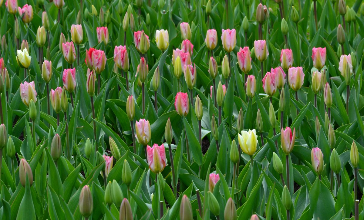 Tired of waiting for warmer weather, the tulips at Rosetta Gardens decide to open up despite the chill in the air. We can’t always wait for the ideal conditions to blossom!