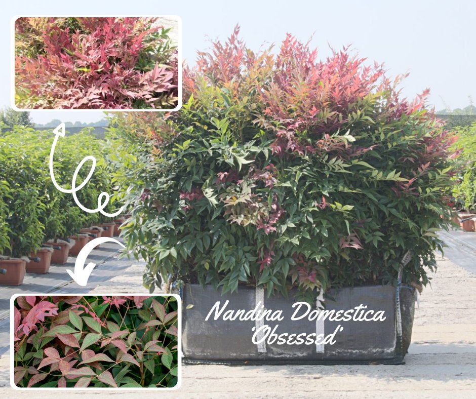 HedgeplantsC's tweet photo. If you are looking to add some extra colour to your outdoor space this summer, then check out our range of Nandina Domestica ‘Obsessed’ via our website:

via https://t.co/kBNzDRQ1VG

📞 - 01386 750700

#hedgeplants #nandinadomestica #obsessed #extracolour #outdoorspace #summer https://t.co/hMOyRslaKr