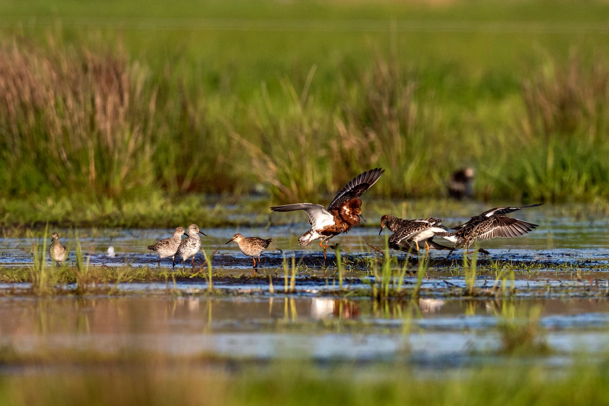 Global_Nature_F's tweet photo. Der #Dümmer ist unser "Lebendiger See des Jahres 2022" – und das wollen wir gemeinsam mit euch feiern: Kommt zur Auszeichnungsfeier am 16. Mai in #Lemförde! 🥳🚣♀️🏞💙
https://t.co/SCTgli4eGS
#WiloFoundation #DeutschlandAchter #GNF #Naturschutz #Seenschutz #LebendigerSeeDesJahres https://t.co/c2HoChmmG5