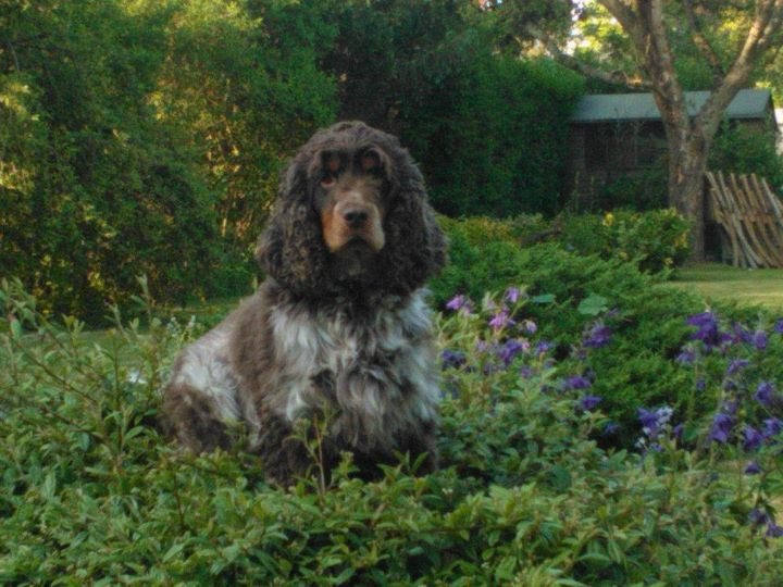 mikejhawkes's tweet photo. After nearly 14 years with this lovely chap in our family, today we had to say goodbye 💔😢 #RIPBarney https://t.co/lmKyQMrRoY