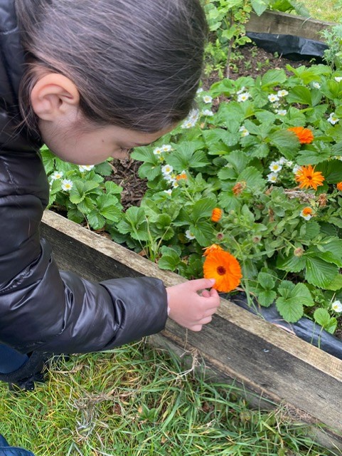 HandfordHallPS's tweet photo. Year 2 pupils are enjoying their outdoor learning at Foxburrow Farm Nature Reserve today! ππ
#topiclearning https://t.co/WVPxViJfmF