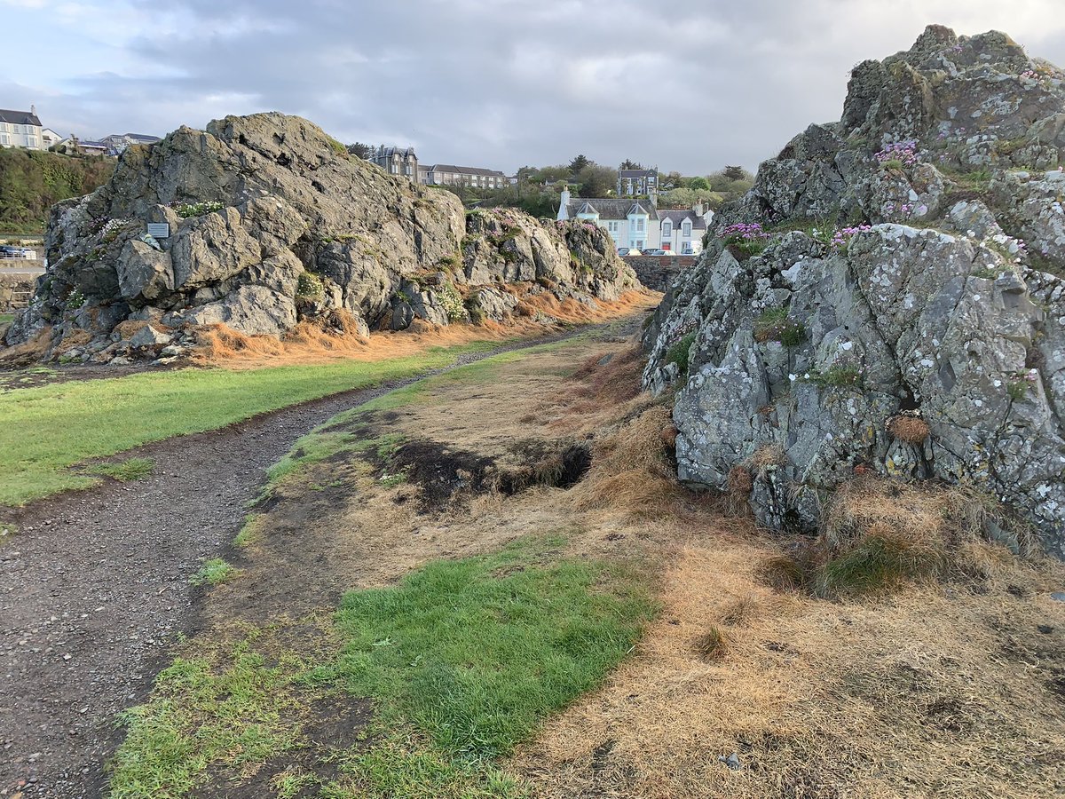 BrambleBotanist's tweet photo. Portpatrick. Beautiful coastal vegetation - you’d think something a community would cherish but instead perhaps the most insane case of herbicide use I’ve witnessed. The short-sward cliff-top zone completely annihilated. https://t.co/E0R9En8HME