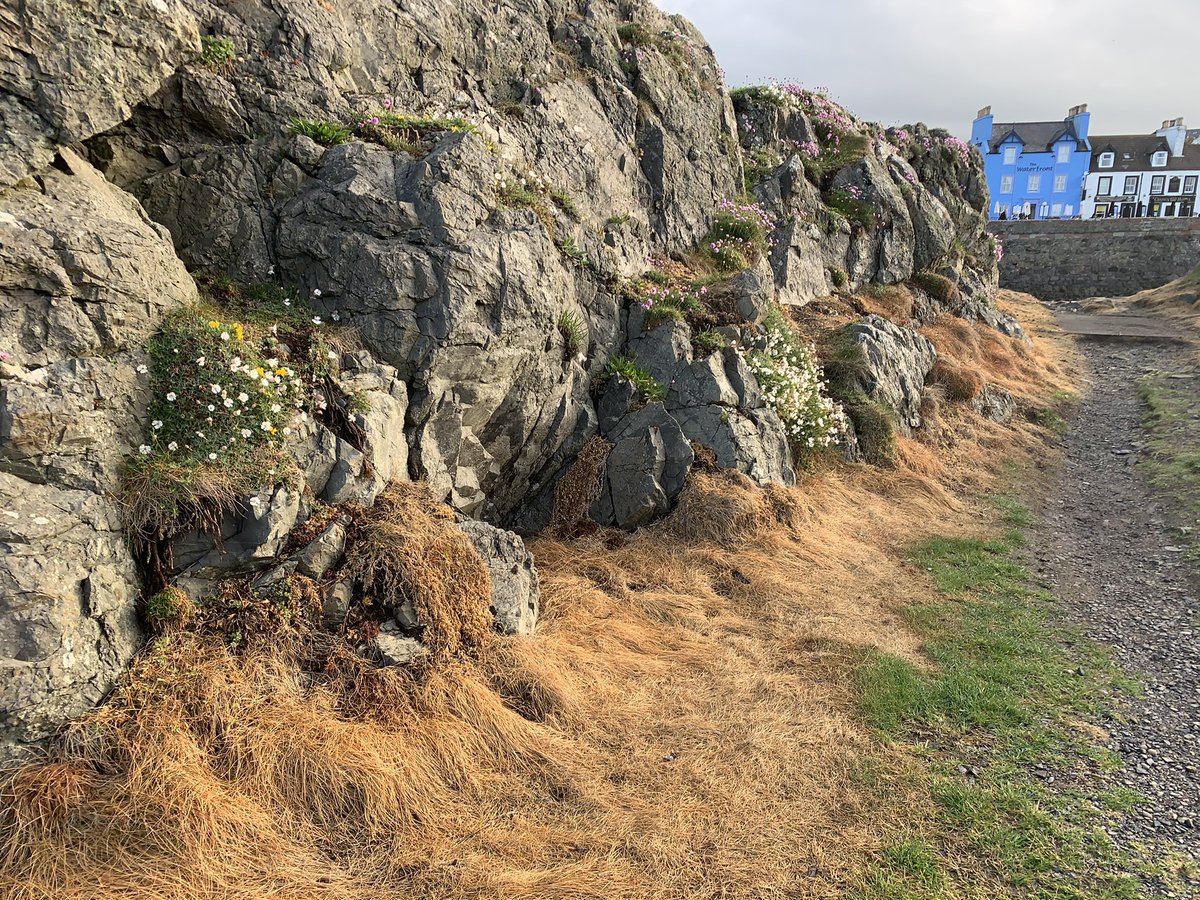 BrambleBotanist's tweet photo. Portpatrick. Beautiful coastal vegetation - you’d think something a community would cherish but instead perhaps the most insane case of herbicide use I’ve witnessed. The short-sward cliff-top zone completely annihilated. https://t.co/E0R9En8HME