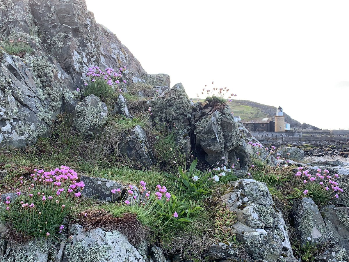 BrambleBotanist's tweet photo. Portpatrick. Beautiful coastal vegetation - you’d think something a community would cherish but instead perhaps the most insane case of herbicide use I’ve witnessed. The short-sward cliff-top zone completely annihilated. https://t.co/E0R9En8HME