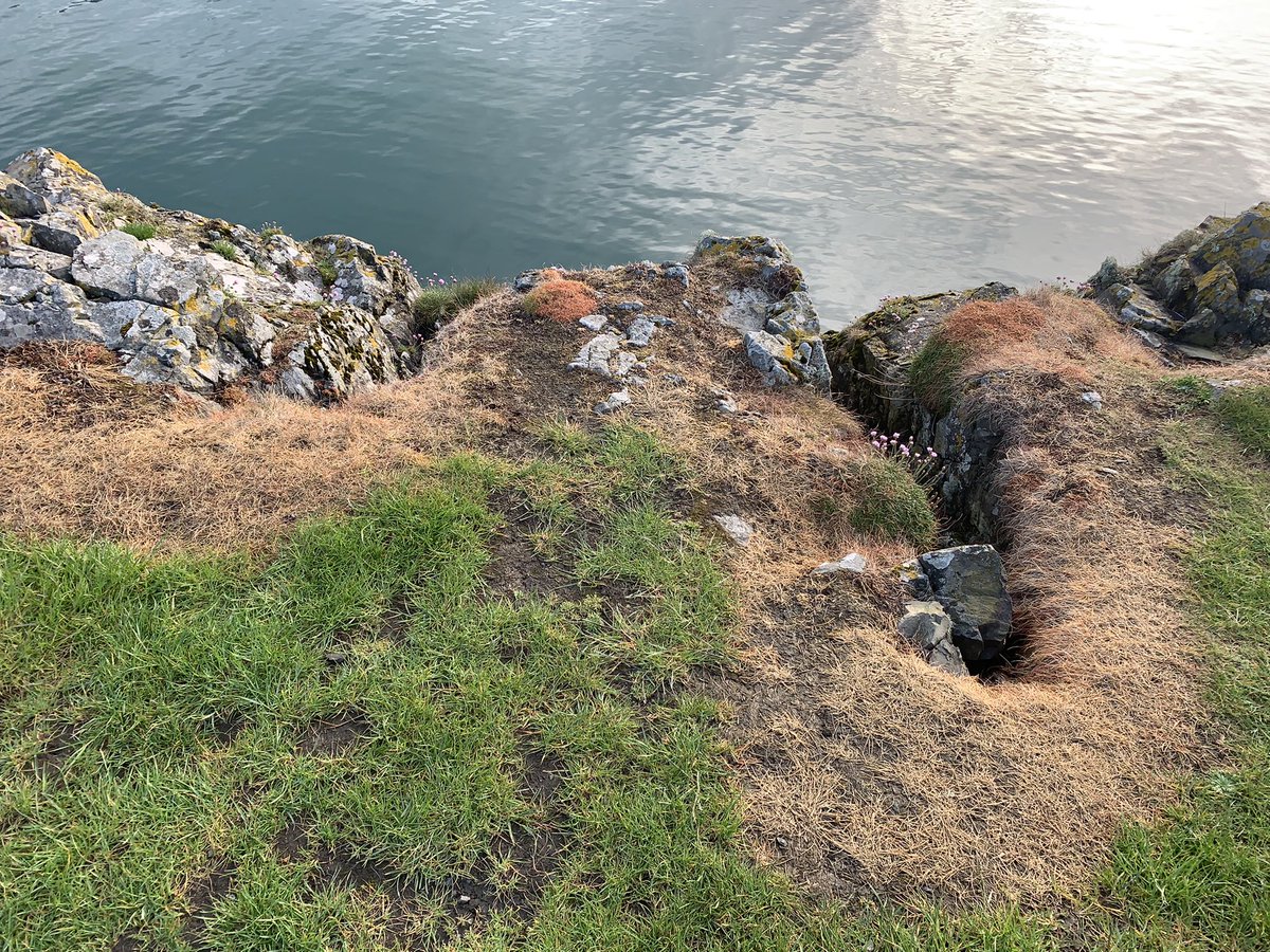 BrambleBotanist's tweet photo. Portpatrick. Beautiful coastal vegetation - you’d think something a community would cherish but instead perhaps the most insane case of herbicide use I’ve witnessed. The short-sward cliff-top zone completely annihilated. https://t.co/E0R9En8HME