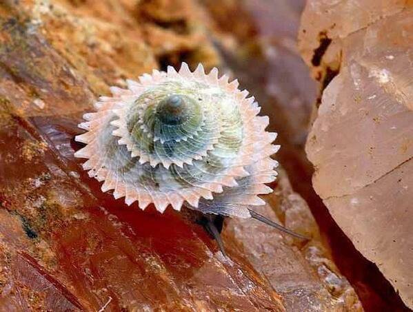Weird_AnimaIs's tweet photo. Cuban land snails are amazing!
(Photo ashbreurev) https://t.co/b9Arnldc34