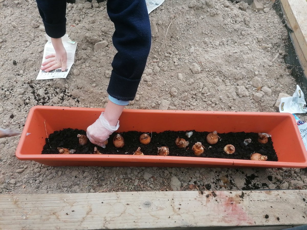Our teacher Miss Clarke planted daffodils and tulips with her First Years to mark May Day for Sustainability. This comes under SDG 13 Climate Action and SDG 15 Life On Land #ColumbaCollegeKillucan #etb_sdgs #sustainability #MayDayForSustainability <a href="/ETBIreland/">ETBI</a> <a href="/lw_etb/">Longford & Westmeath ETB</a>