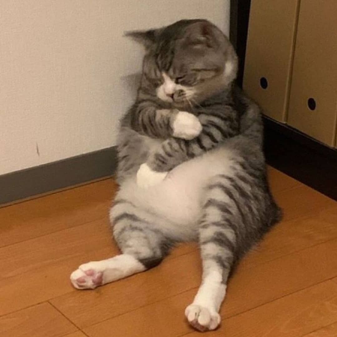 #kucing #meong #kucinglucu #kucingindonesia #kucingpersia 
Support  ❤️ 💬 🔁