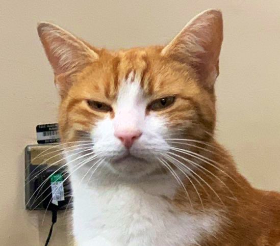 TheStourbridge's tweet photo. The FC says apparently I have perfected the art of the perfect : RJF = Resting Judgy Face

#cats #CatsofTwittter #CatsOnTwitter https://t.co/wOTFT1Og8h