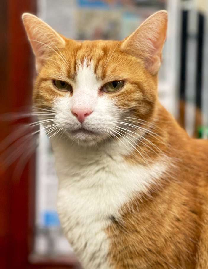 TheStourbridge's tweet photo. The FC says apparently I have perfected the art of the perfect : RJF = Resting Judgy Face

#cats #CatsofTwittter #CatsOnTwitter https://t.co/wOTFT1Og8h