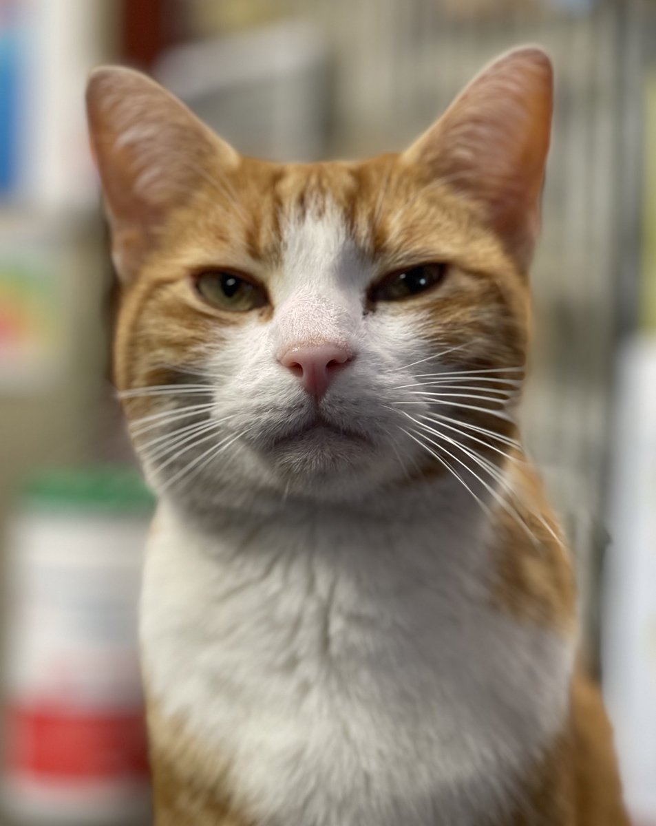 TheStourbridge's tweet photo. The FC says apparently I have perfected the art of the perfect : RJF = Resting Judgy Face

#cats #CatsofTwittter #CatsOnTwitter https://t.co/wOTFT1Og8h