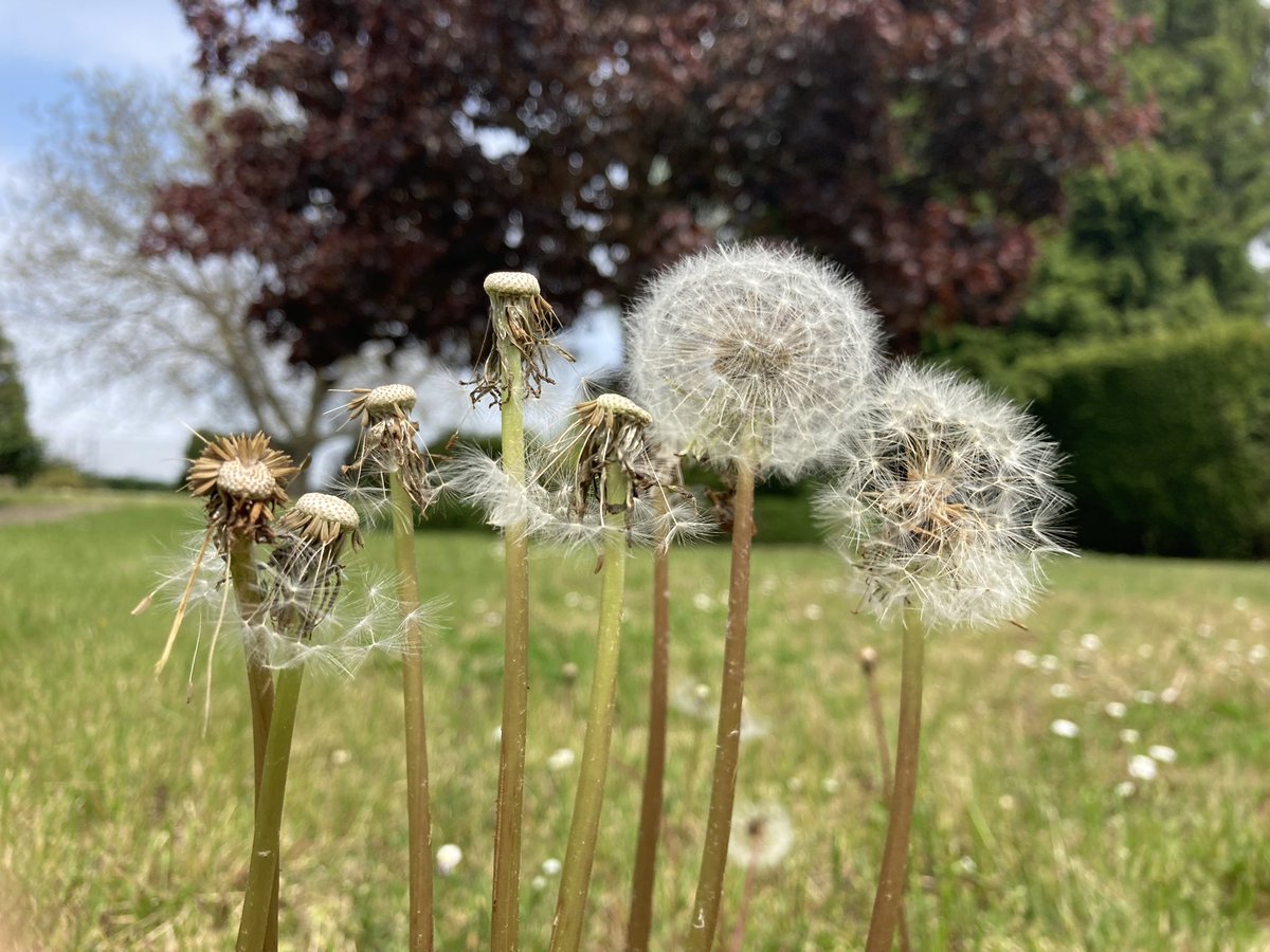 frankyfreak's tweet photo. „Feeling free like a Bird“…Entschleunigung in der Mittagspause tut gut😌 🪶🕊🍀🌸💫🌈🐾🦥👟💦🙏
#achtsamkeit #machmalpause #freelikeabird #federleicht #garten #pusteblume #kuckum #erkelenz https://t.co/6F05bXzx21
