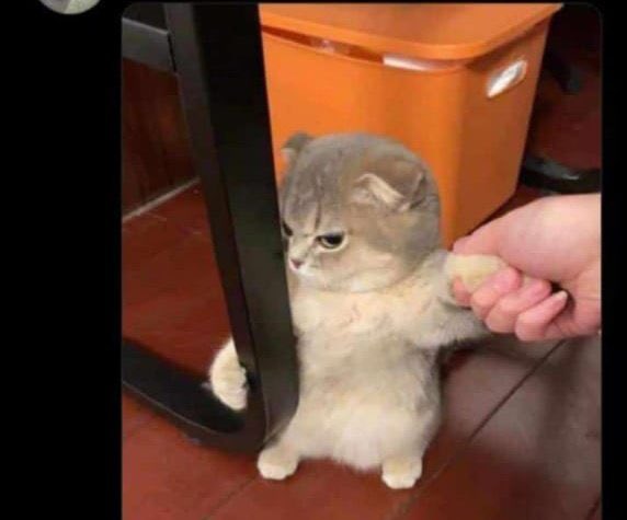 None_stop_Nfts's tweet photo. After buying dip and its still dipping 
🤣🤣🤣 https://t.co/BKLS06J4fD