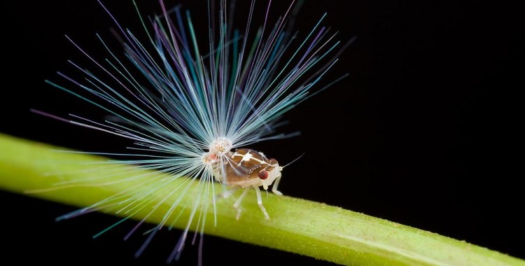 Weird_AnimaIs's tweet photo. Planthopper nymphs have wax extruding from their behinds, used as a parachute to descend slower from leaves.

(Photo Hock Guek) https://t.co/9Evo1xVGhG