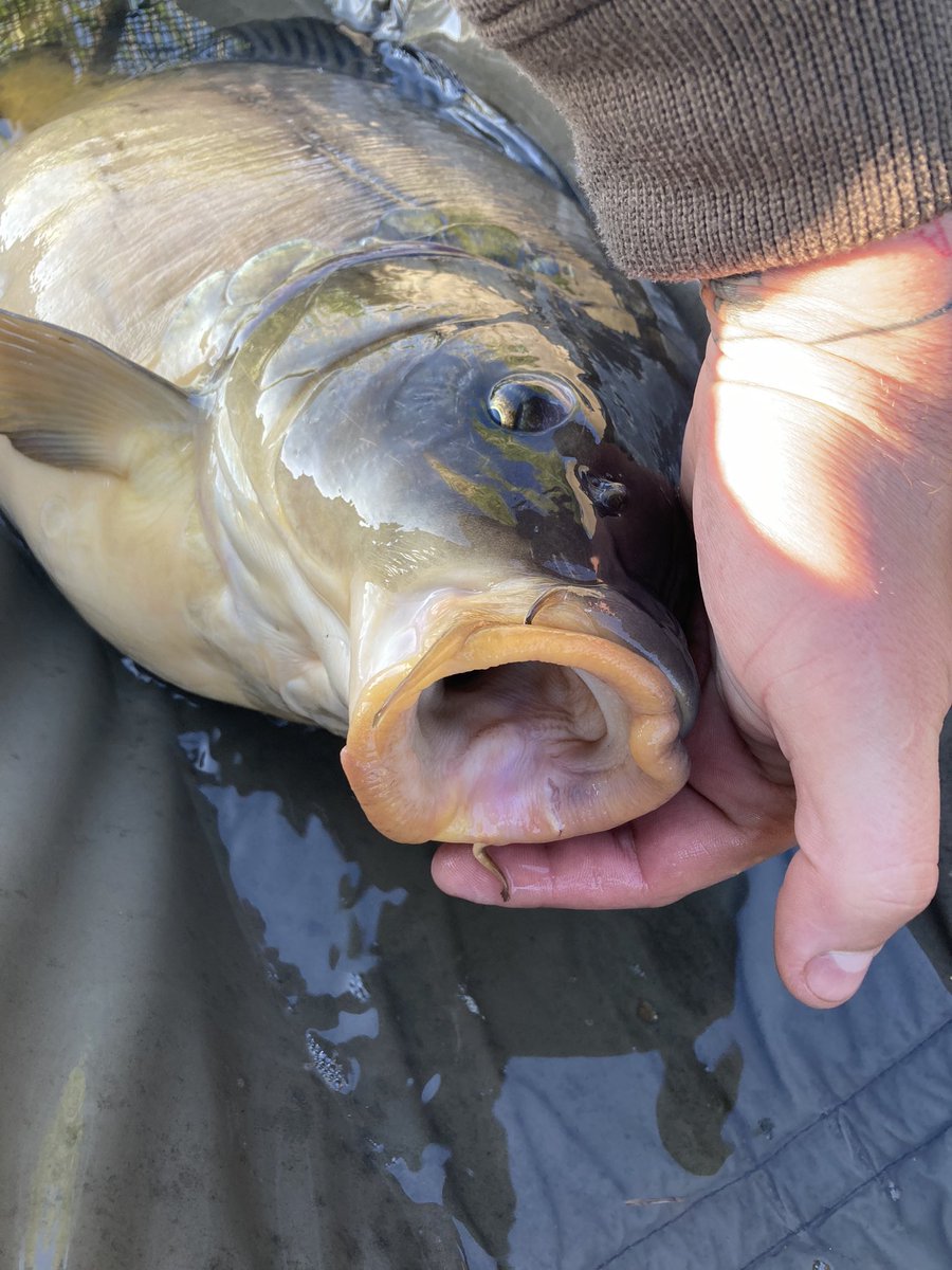Vader1906's tweet photo. 😎😎😎 #nokill #cyprinus @pzworgpl #karp https://t.co/71bcAmpKK1