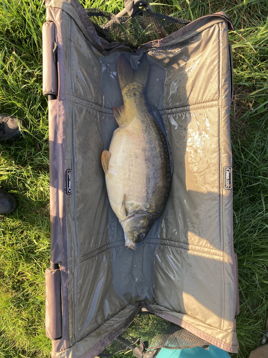 Vader1906's tweet photo. 😎😎😎 #nokill #cyprinus @pzworgpl #karp https://t.co/71bcAmpKK1