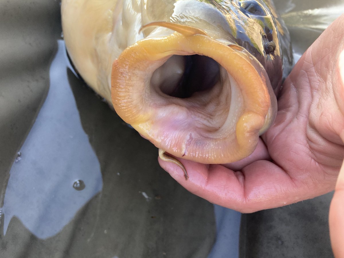 Vader1906's tweet photo. 😎😎😎 #nokill #cyprinus @pzworgpl #karp https://t.co/71bcAmpKK1