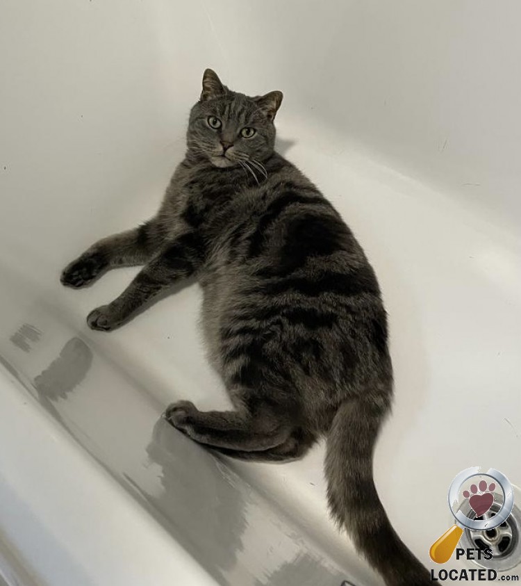 PetsLocated's tweet photo. Tabby Cat lost in Portsmouth (PO4) on 27th April 2022 #lostcats #lostpets #animalrescue https://t.co/rmwZitASnG https://t.co/82kpr72fHv