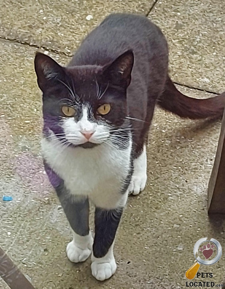 PetsLocated's tweet photo. Black and White Cat found in Withernsea, East Riding of Yorkshire (HU19) on 28th April 2022 #foundcats #foundpets #animalrescue https://t.co/zNs9hpjPaj https://t.co/qU8ltLPRRh