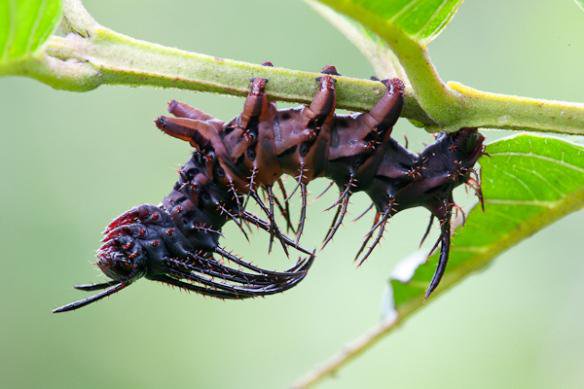 Weird_AnimaIs's tweet photo. The Darth Vader caterpillar!
(Photo Gabby Salazar) https://t.co/E1kS0iIcdS