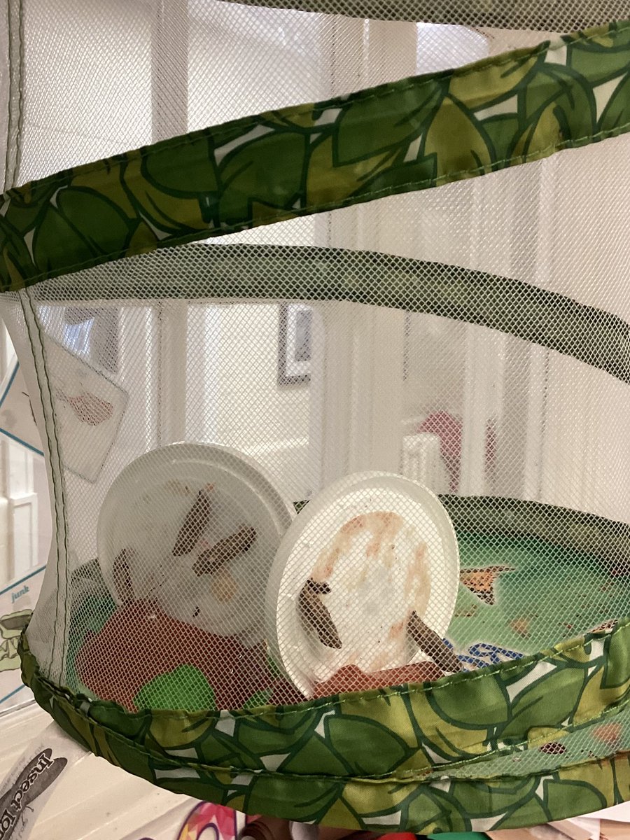 MayflowerSch's tweet photo. #caterpillarwatch - our caterpillars have spun their cocoons! We are watching and waiting to see what happens next! #kapoor #eyfs #understandingtheworld #science #observingovertime https://t.co/sAJs31atSz