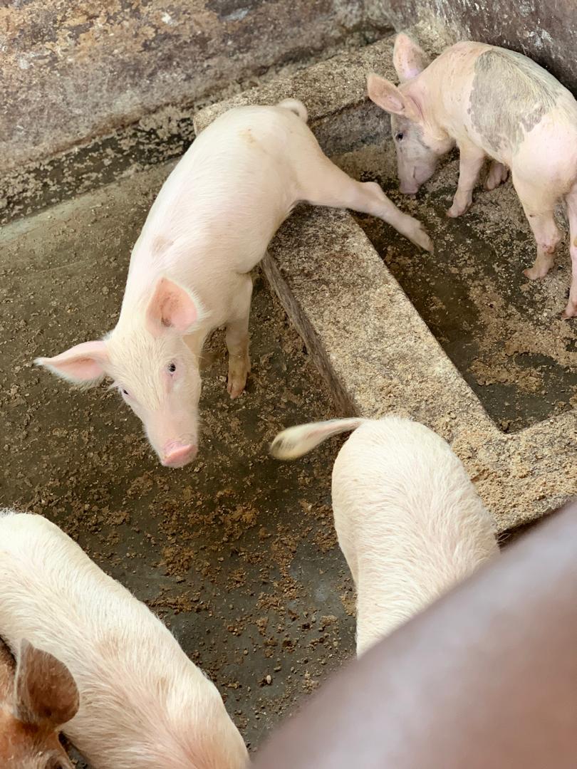 locagro's tweet photo. What is happening at Elohim Farms is worth praising. The team at Locagro is dedicated to ensuring the  growth of this Agribusiness. 
#SustainableAgriculture https://t.co/iUYH2oy3CY