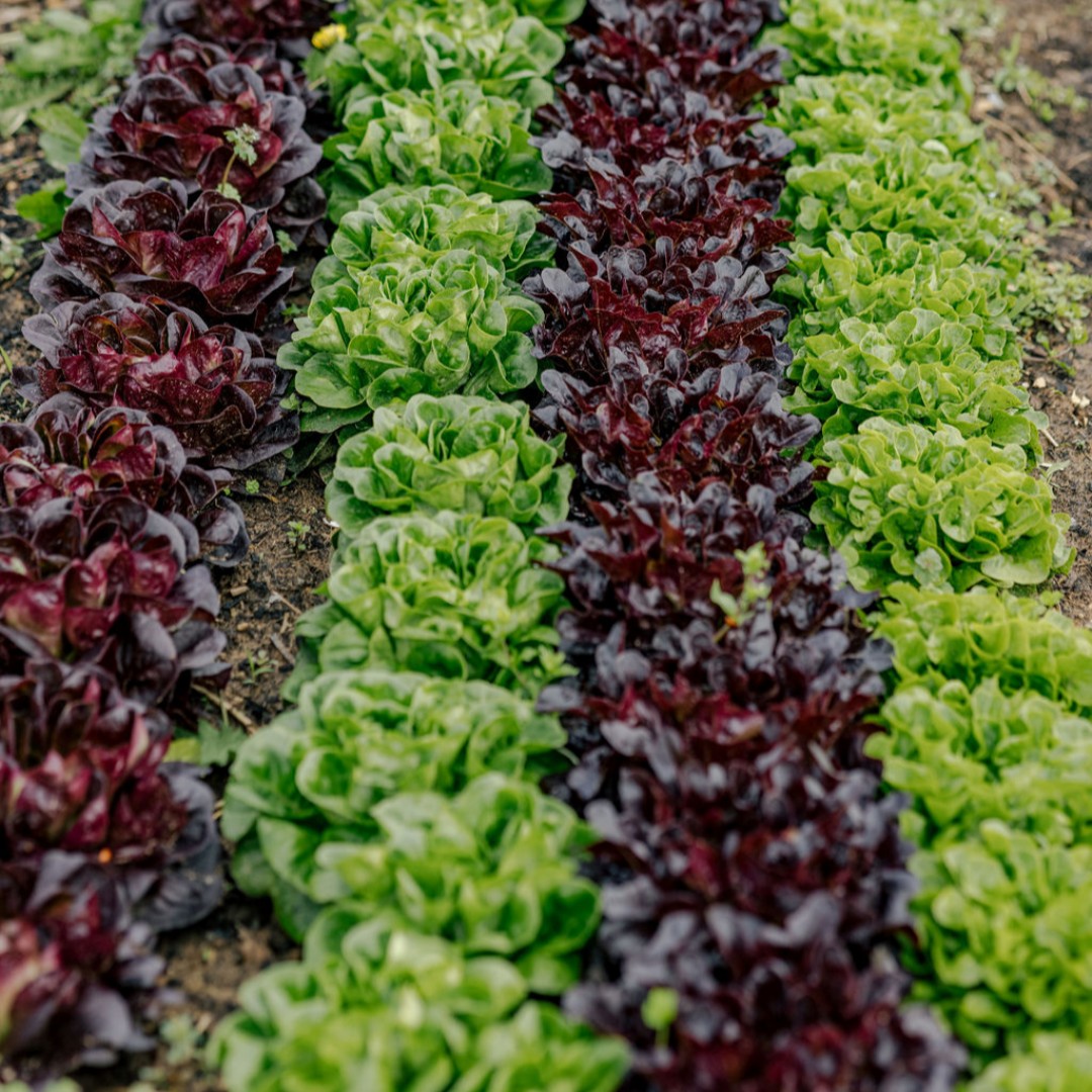 CAFF Center for Arkansas Farms and Food (@caff_ar) on Twitter photo Greens Growers School! Join us at the CAFF Farm from 9AM-2PM Friday to learn the tips and tricks of growing greens.
We will be joined by Matt Bertucci, Colin Massey and Ryan Neal of <a href="/AR_Extension/">Arkansas Cooperative Extension Service</a> and Sean Passara.
Click the link to register!
NWAFarming.org Greens Growers School! Join us at the CAFF Farm from 9AM-2PM Friday to learn the tips and tricks of growing greens.
We will be joined by Matt Bertucci, Colin Massey and Ryan Neal of <a href="/AR_Extension/">Arkansas Cooperative Extension Service</a> and Sean Passara.
Click the link to register!
NWAFarming.org