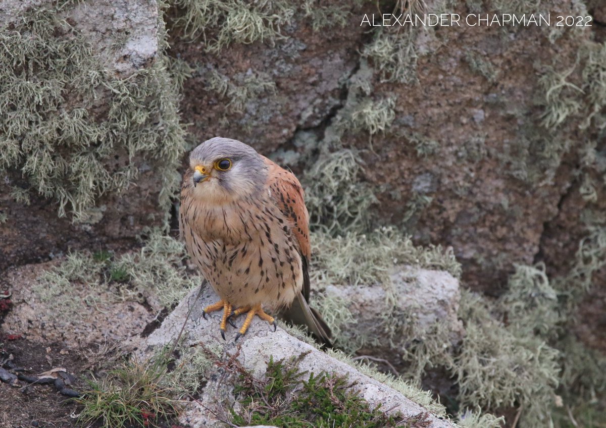 Treated with a very photogenic Kestrel and a handful of Choughs on our walk from Nanquidno yesterday evening. @bird_tours <a href="/cornishchoughs/">Cornish Choughs 〓〓</a> <a href="/CBWPS1/">Cornwall Birds</a>
