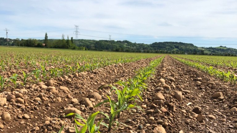 [#Semis2022]
🌽Les semis de maïs grain étaient réalisés à 84% au 2 mai !(source <a href="/FranceAgriMerFR/">FranceAgriMer</a> )
🌱En Auvergne-Rhône-Alpes, 3/4 des parcelles avaient même atteint le stade de levée 
🧐Et chez vous? Niveau météo c'est 🌧️ ou 🔥?
<a href="/auvergnerhalpes/">Auvergne-Rhône-Alpes</a>