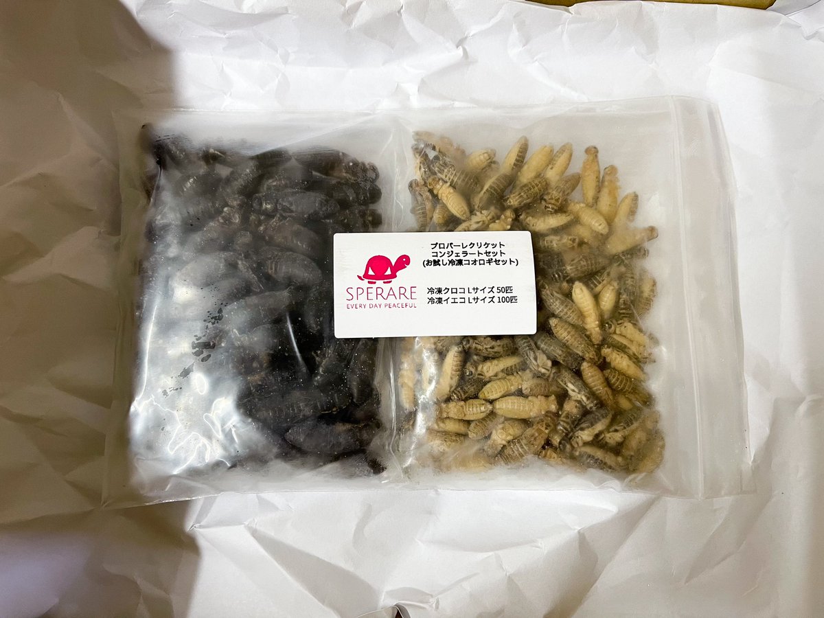 SPERARE2019's tweet photo. 本日も通販サイト、店頭にてご注文&ご購入ありがとうございました
週末は東レプの為、今週の出荷は明日までの対応とさせて頂きます
ご迷惑をお掛け致しますが宜しくお願い致します🙇♂️
#爬虫類餌通販
#冷凍コオロギ
#冷凍クロコ
#冷凍イエコ
#MonitorFeed
#モニターフィード
#東京レプタイルズワールド https://t.co/2PlNN15tHc