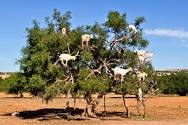 simcim's tweet photo. #DYK? May 10 is @UN #InternationalDayofArgania since 2021. #Argan tree is a native to Southwest #Morocco. It grows in arid land & is resilient to water scarcity, risk of erosion & poor soils. #Arganoil is extracted from its seeds for use in traditional medicine, food & cosmetics. https://t.co/k7o49WPL3T