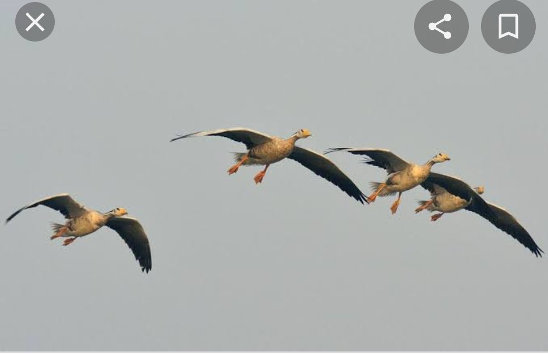 jacynang's tweet photo. Do you know that Migratory birds help in dispersal of seeds, leading to maintenance of biodiversity along their routes?
#WhatHasChanged?
#SingFlySoar
#AllLivesMatterNG
@PACJAC1
@ncsfpas
@CSDevNet1 https://t.co/buC8CIWIrp