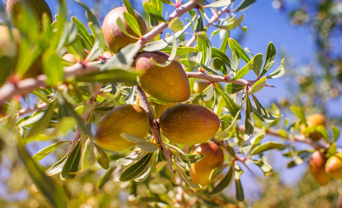 simcim's tweet photo. #DYK? May 10 is @UN #InternationalDayofArgania since 2021. #Argan tree is a native to Southwest #Morocco. It grows in arid land & is resilient to water scarcity, risk of erosion & poor soils. #Arganoil is extracted from its seeds for use in traditional medicine, food & cosmetics. https://t.co/k7o49WPL3T