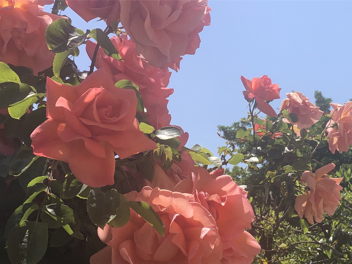 HotelBixio's tweet photo. La primavera entra sicura nel giardino del nostro #hotel! 🌺 #versilia #lidodicamaiore #holiday #italy #tuscany https://t.co/vL697Kclx6