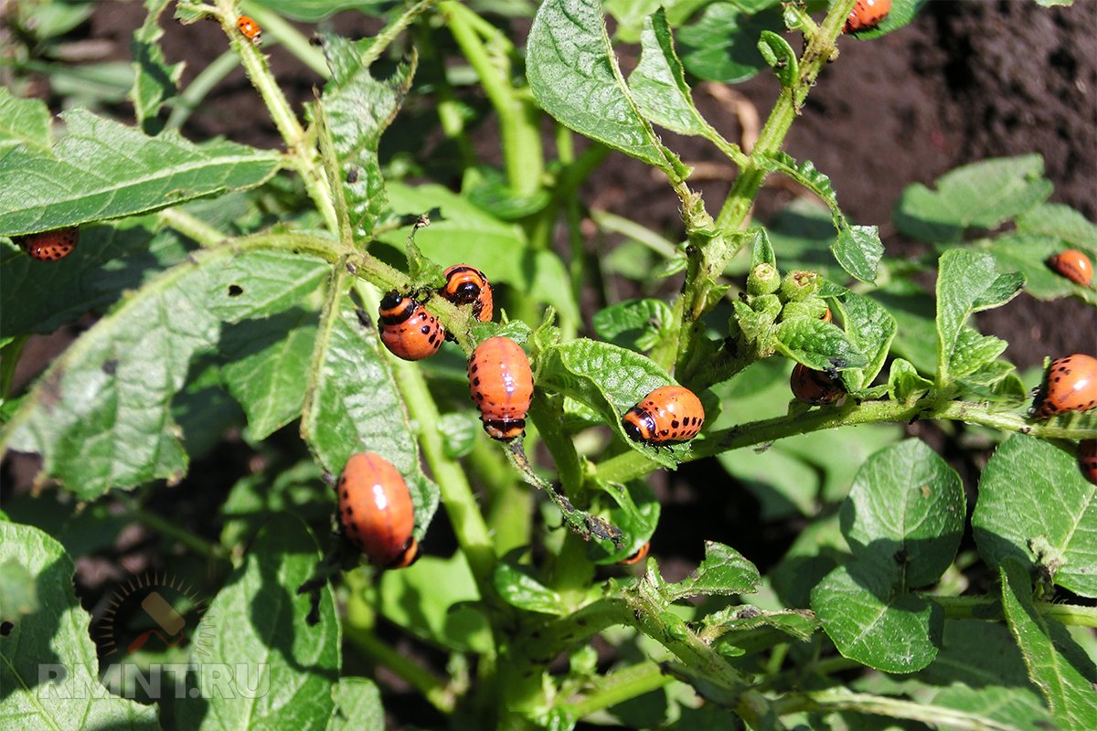 Жук проволочник инсектициды. Съедают ботву картофеля. Личинки на ботве картофеля. Съедают ботву картофеля. Съедают ботву картофеля.