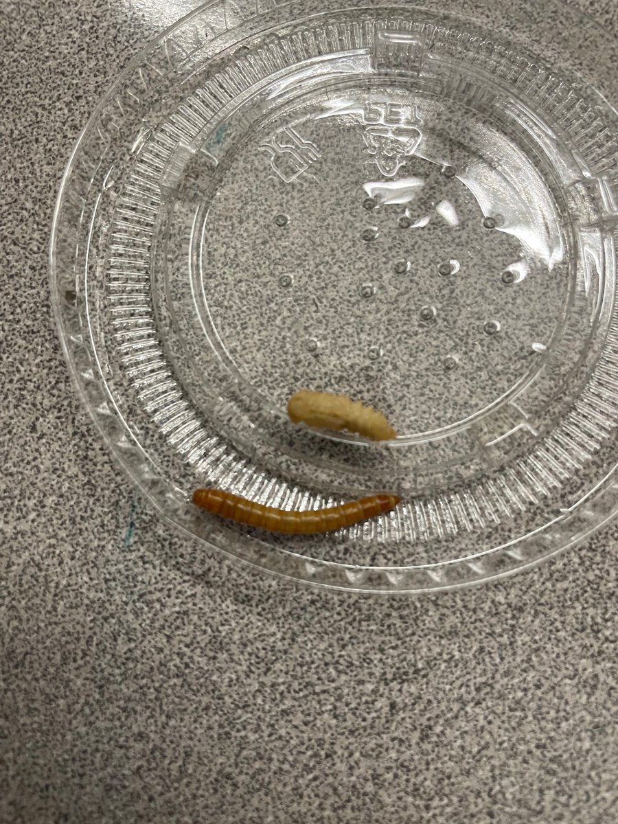 1RFirstGraders's tweet photo. We have our first pupa! Our mealworms are beginning to enter the next phase in their life cycle! 🪱🪲 https://t.co/4nSAaTdH6m