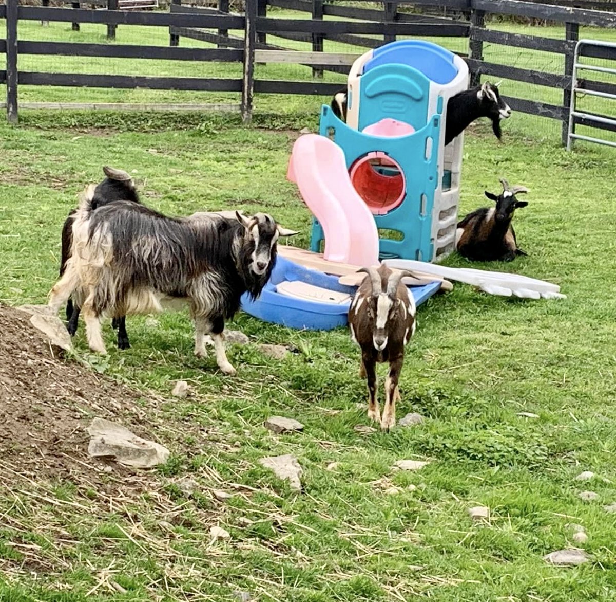 petsalive's tweet photo. Yaaay, the nice weather is still here!
Sunny skies. High around 70F. Winds NE at 10 to 15 mph.
#WeatherGoats #Wethers #PlayAllDay https://t.co/hlRHQS8eNS