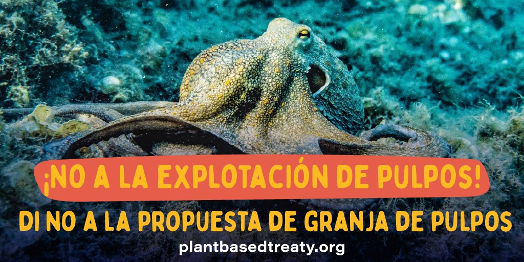 Animal Save México tweet media